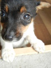 LUXUSN PEJSEK JACK RUSSELL TERIER-PAPROV RODIE TRIKOLOR 