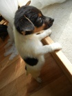 LUXUSN PEJSEK JACK RUSSELL TERIER-PAPROV RODIE TRIKOLOR 