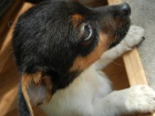 LUXUSN PEJSEK JACK RUSSELL TERIER-PAPROV RODIE TRIKOLOR 