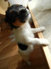 LUXUSN PEJSEK JACK RUSSELL TERIER-PAPROV RODIE TRIKOLOR 