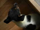 LUXUSN PEJSEK JACK RUSSELL TERIER-PAPROV RODIE TRIKOLOR 