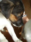  TRICOLORN PEJSEK JACK RUSSELL TERIER, K ODBRU IHNED