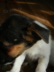  TRICOLORN PEJSEK JACK RUSSELL TERIER, K ODBRU IHNED