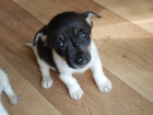 KRSN PEJSEK JACK RUSSELL TERIER - TRIKOLOR, RODIE S PP -