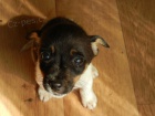 KRSN PEJSEK JACK RUSSELL TERIER - TRIKOLOR, RODIE S PP -