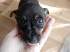 KRSN PEJSEK JACK RUSSELL TERIER - TRIKOLOR, RODIE S PP -