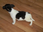 KRSN PEJSEK JACK RUSSELL TERIER - TRIKOLOR, RODIE S PP -