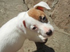 LUXUSN FENEKA JACK RUSSELL TERIER, PO PAPROVCH RODICH