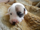 LUXUSN FENEKA JACK RUSSELL TERIER, PO PAPROVCH RODICH
