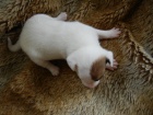 LUXUSN FENEKA JACK RUSSELL TERIER, PO PAPROVCH RODICH