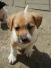 LUXUSN PEJSEK JACK RUSSELL TERIER - PO PAPROVCH RODICH
