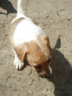 LUXUSN PEJSEK JACK RUSSELL TERIER - PO PAPROVCH RODICH