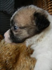 PRODM T PO RODICH S PP JACK RUSSELL TERIER
