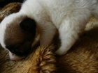 PRODM T PO RODICH S PP JACK RUSSELL TERIER