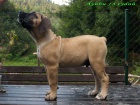 boerboel ttka