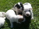 Jack russel terier ttka