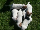 Jack russel terier ttka