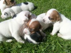 Jack russel terier ttka