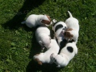 Jack russel terier ttka