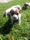 Jack russel terier ttka