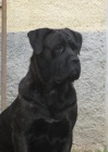 Cane corso - tata s PP