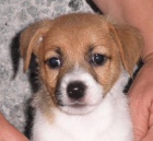 Jack Russel Terrier s PP