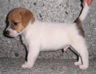 Jack Russel Terrier s PP