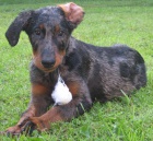 Beauceron tata s PP levn