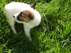 JACK RUSSELL TERIER - DRSNOSRST FENEKA!