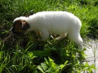 JACK RUSSELL TERIER - DRSNOSRST FENEKA!