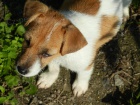 NDHERN PEJSEK JACK RUSSELL TERIER - BICOLORN