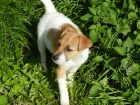 NDHERN PEJSEK JACK RUSSELL TERIER - BICOLORN