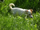 LUXUSN PEJSEK JACK RUSSELL TERIER - RODIE S PP!