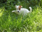 LUXUSN PEJSEK JACK RUSSELL TERIER - RODIE S PP!