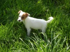 LUXUSN PEJSEK JACK RUSSELL TERIER - RODIE S PP!