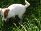 LUXUSN PEJSEK JACK RUSSELL TERIER - RODIE S PP!
