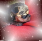 Yorkshire - jork��rsk� - york��rsk� teri�r s PP