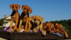 Rhodesian Ridgeback tata s PP k odbru