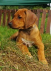 Rhodesian Ridgeback tata s PP k odbru