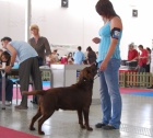 okoldov labradorsk retriever ke kryt-