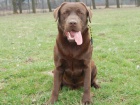 okoldov labradorsk retriever ke kryt-