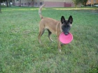 Belgick ovk malinois s PP