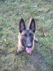 Belgick ovk malinois s PP