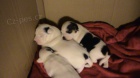 Jack Russel Terir