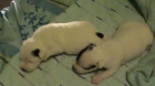 Jack Russel Terir