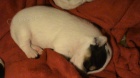 Jack Russel Terir