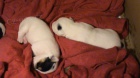 Jack Russel Terir