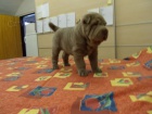 SHAR-PEI (arpej) s PP tn