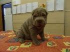 SHAR-PEI (arpej) s PP tn