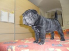 SHAR-PEI (arpej) s PP tn